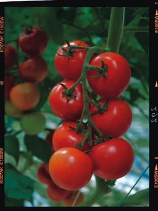 Picture of Tomato Shirley F1